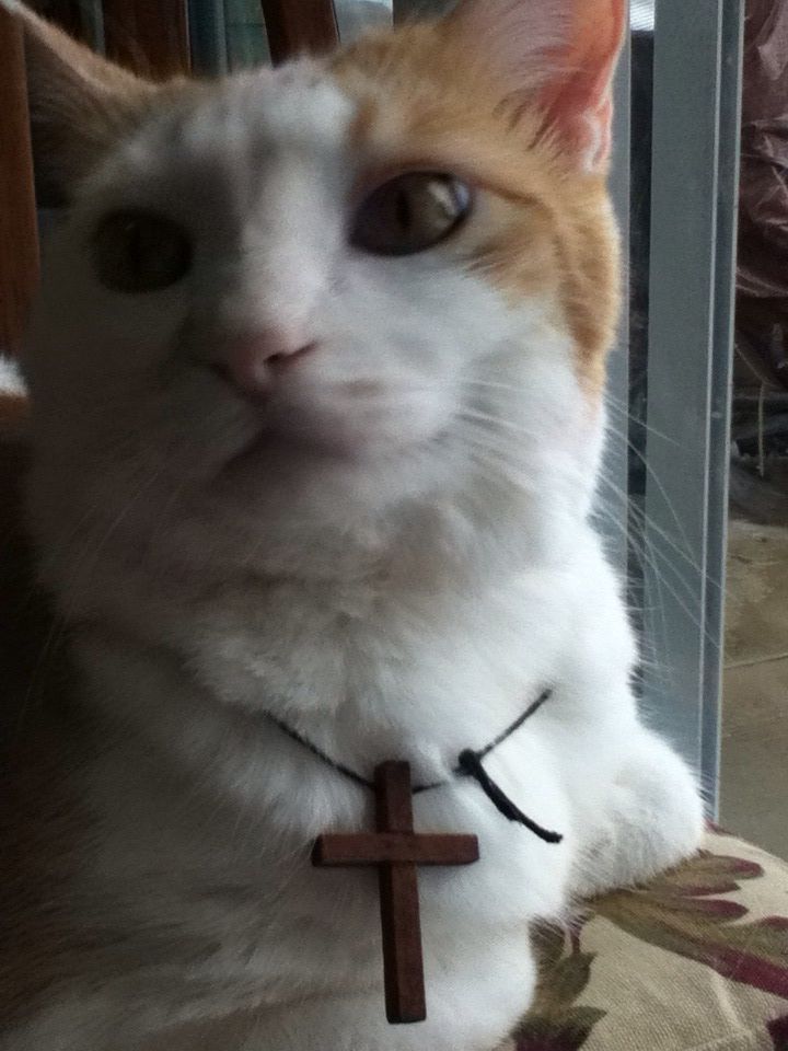 Construction cat
