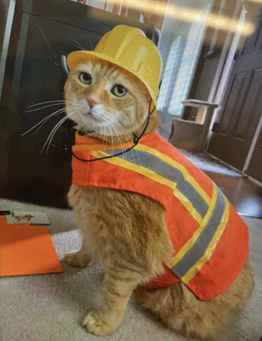 Construction cat